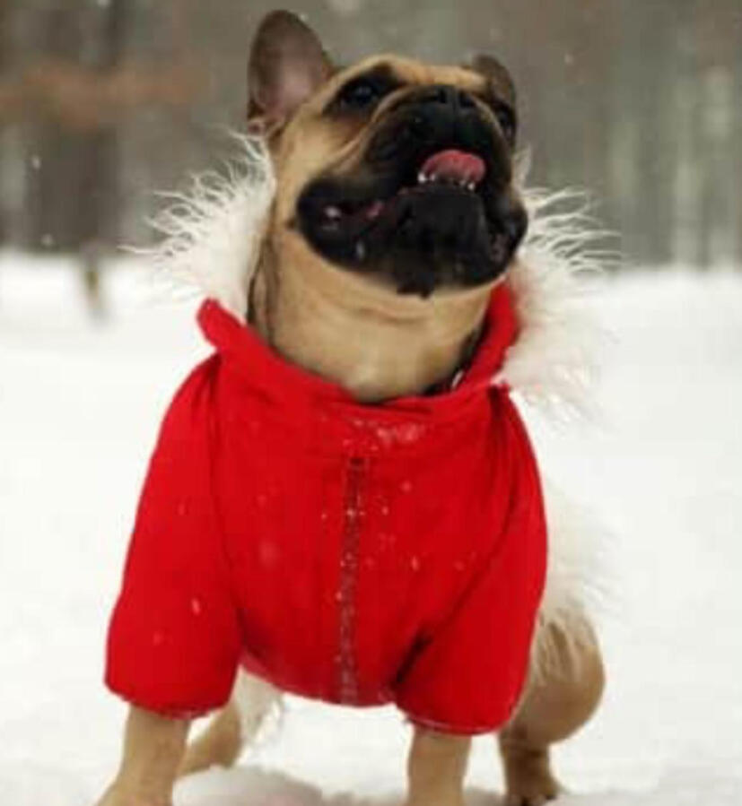 Winter coat for dogs